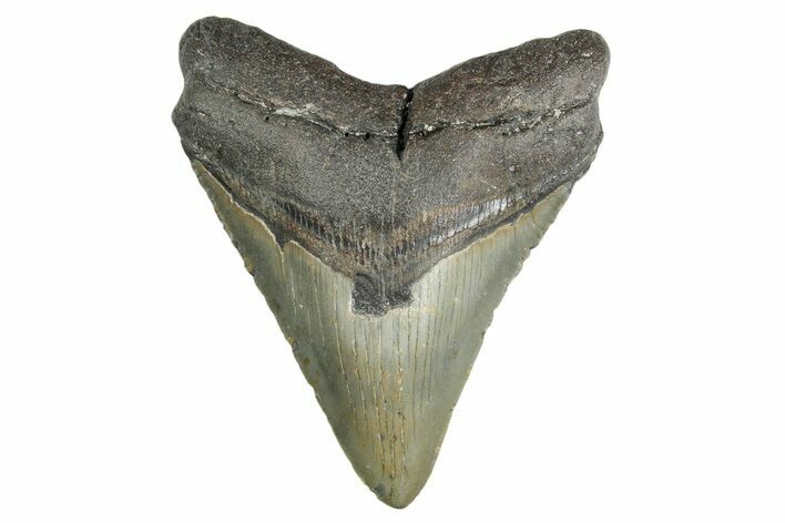 Serrated, Fossil Megalodon Tooth - North Carolina #354516